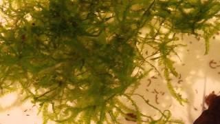 Aphyosemion primigenium Fry