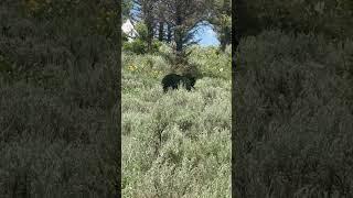 Baby Bear Cubs & Mama at Yellowstone (3rd Sighting) #babybear #yellowstonenationalpark