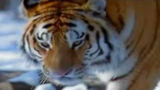 Tigers bite force atleast 400 lbs more than a male lions.