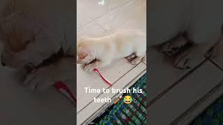 Time to brush his teeth 🪥 #Newfamilymember #Cutepuppy #adorable #shortvideo