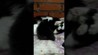 Канат [1]