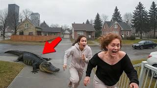 Wild Animals Invading Cities Caught on Camera