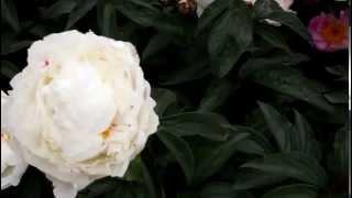 Lactiflora Marsmallow | R2 Flowers BV | Peonies