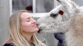 The Animal Justice Story