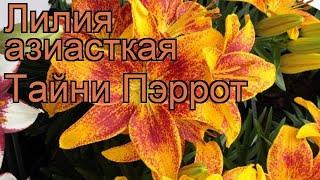 Лилия азиатская горшечная (lilium asiatic tiny parrot)  лилия обзор: как сажать луковицы лилии