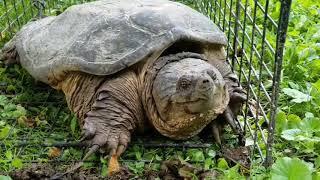 Vance Wildlife Removal rehoming a Snapping Turtle!