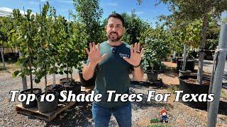 Top 10 Shade Trees For Texas