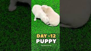 Day-12//Puppy #puppy #doglover #dog #puppy #cutepuppy #cutepuppies