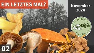 SPANNENDE ERSTFUNDE & Rotkappe, Trompetenpfifferling, Totentrompete | letzte Pilze im November 2024?