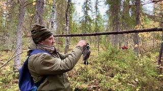 Как добывать дичь без ружья/ Ставим и проверяем петли на рябчика/ Осенняя охота на дичь