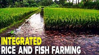 Integrated Rice and Fish Farming | RICE FISH FARMING