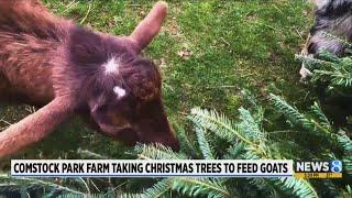 Local goat farm accepting old Christmas trees