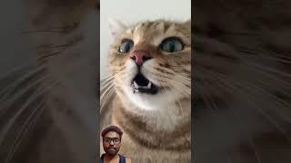 cat #funny #cute #cutecat #kitten #shotfeed #cutecates #cattledisease #comedyfilms #cow