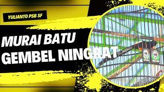 Sang Jawara GEMBEL NINGRAT | Hari Jadi Kab. Ciamis Ke-381 | Juara 1,1,2 Ngeri Pisan