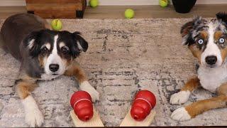 ASMR Dogs Licking Peanut Butter Kongs - No Talking - Sophie & Finn