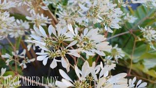 Fragrant Winter Plant: Snowflake Plant or December Lady