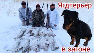 Как ягдтерьер в загоне исполнял. Закрытие сезона. Jagdterrier hare hunting.