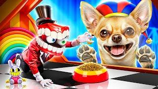 Kami Menyelamatkan Seekor Anjing! The Amazing Digital Circus!