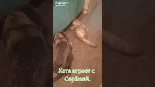 Собака сторожевой породы Миттельшнауцеров.