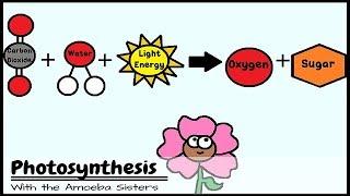 (OLD VIDEO) Photosynthesis and the Teeny Tiny Pigment Pancakes