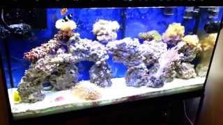 Refugium mud vs protein skimmer vs water changes in saltwater tank