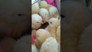 cute chicken chicks for kids