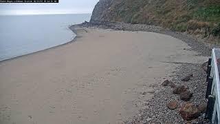The Marine Mammal Center Live Stream Point Reyes National Seashore