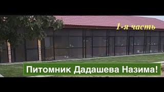 Питомник Бакинских голубей  Назима Дадашева в Баку!