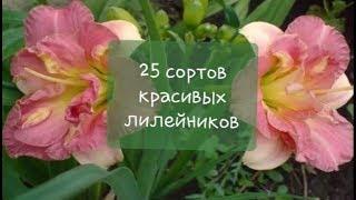 ЛИЛЕЙНИКИ 25 красивых сортов