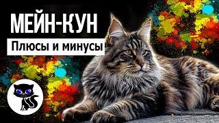   Мейн-кун, плюсы и минусы породы. Стоит ли заводить эту кошку?