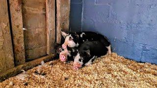 NEW PIGLETS And NEW CHICKLETS! _ Welcome ALL! // Whitt Acres