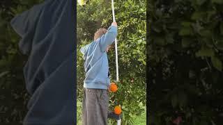 Федя и Первый самостоятельно добытый  апельсин #shorts