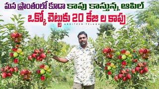 తెలుగు రాష్ట్రాల్లో సాగు అయ్యే ఆపిల్ | Apple Farming in South Indian States | AgriTech Telugu