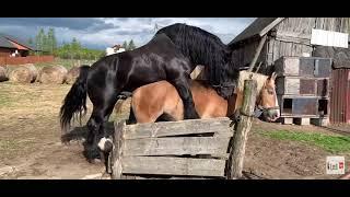 big horse mating video | animal mating | penis of horse got stuck