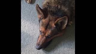 Sable german shepherd! #shorts