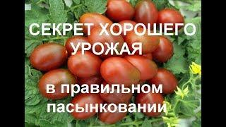 Как пасынковать помидоры в теплице - самое простое объяснение