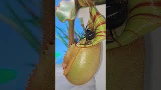 Carnivorous plant Nepenthes veitchii vs Black widow spider #shorts