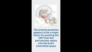 Conditions such as hypertension or other vascular risk factors can lead to dementia by reducing ...