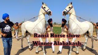 MARWADI HORSE STALLION ALBAKSH / RANSI HORSE SHOWE WINNER / RANSI HORSE SHOW 2021