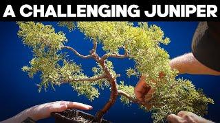 Styling A Challenging Juniper Bonsai w/@XaviersBonsaiRetreat