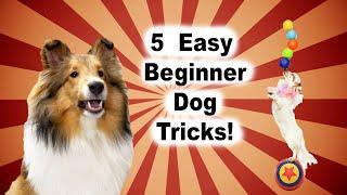 5 Easy Beginner Tricks you MUST  Train your Dog! 