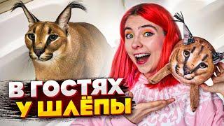 КАК ЖИВЁТ БОЛЬШОЙ ШЛЁПА? Приехали в гости к каракалу!