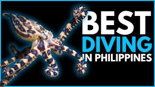 The BIODIVERSITY of MUCKY HABITATS in Philippines | BEST MUCK DIVING