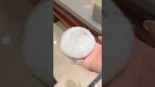 Hamster #foryou #funny #animals #hamster  #shorts #youtubeshorts