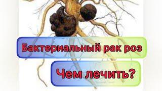 Бактериальный рак роз! Чем лечить? Как предотвратить рак? Показываю рак розы на штамбе из Русрозы