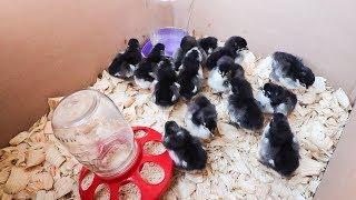 Get ALL THE CHICKENS!