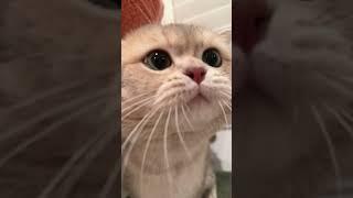 I find it absolutely adorable when Cash meows. Just can’t get enough!