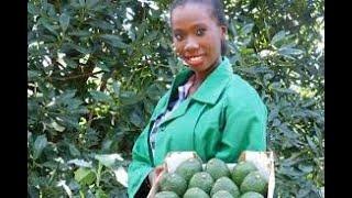 Avocado Farming   Growing and Marketing