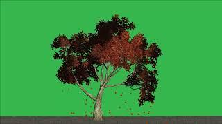 Best Tree green screen video - background 4k