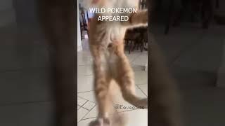 A wild Orange Cat appeared! #pokemonmemes #funnycats #catvideos